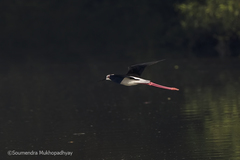 Himantopus himantopus