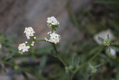 Cryptantha utahensis