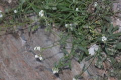 Cryptantha utahensis