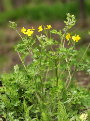 Chelidonium asiaticum