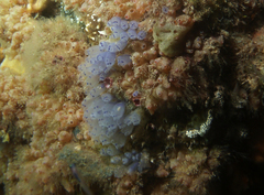 Clavelina moluccensis