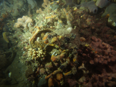 Leptomithrax gaimardii