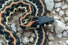 Thamnophis cyrtopsis ocellatus