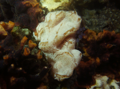 Aplidium opacum