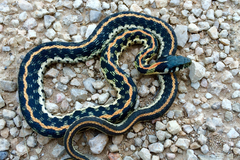 Thamnophis cyrtopsis ocellatus