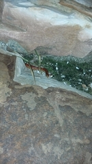 Pantherophis guttatus