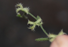 Pectocarya recurvata