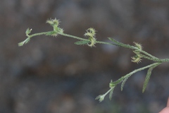 Pectocarya recurvata