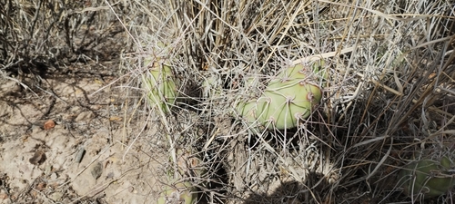Tephrocactus aoracanthus