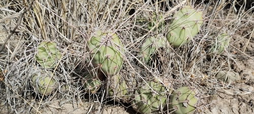 Tephrocactus aoracanthus