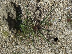 Malacothrix glabrata