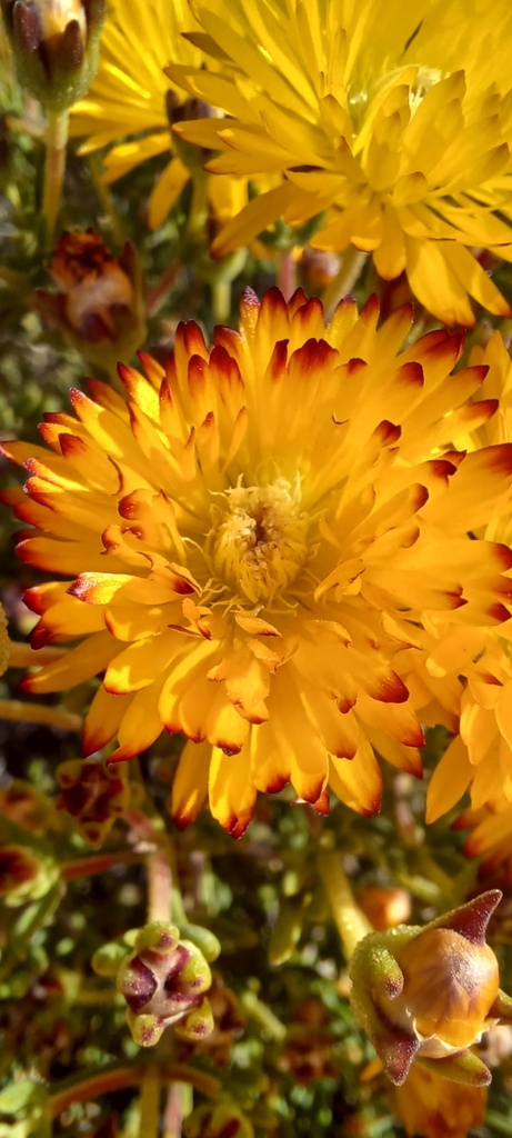 Drosanthemum semiglobosum