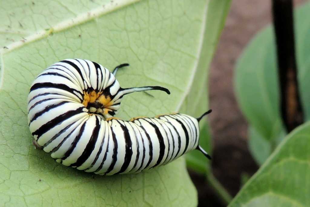 Blue Tiger