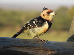 Crested Barbet photo 1