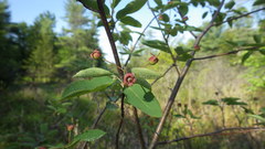 Amelanchier laevis