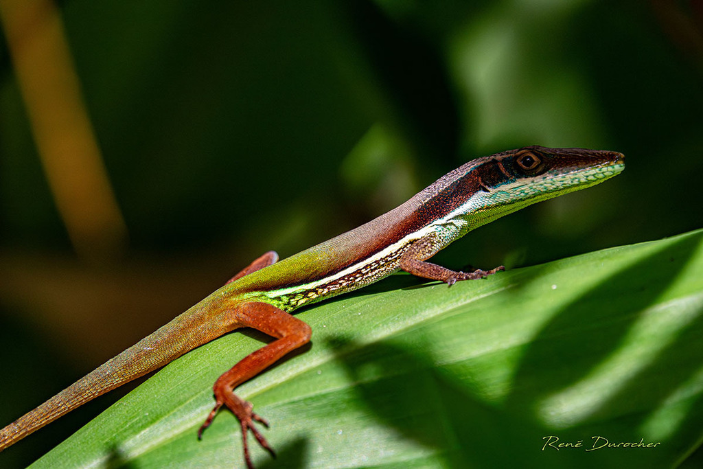 Henderson's Anole