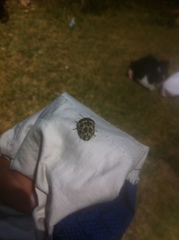 Sphaerocoris annulus