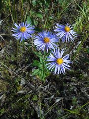Aster maackii