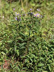 Aster maackii
