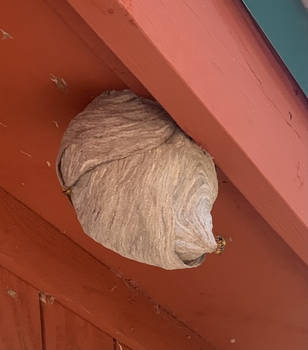 iNaturalist observation photo of Common Aerial Yellowjacket
