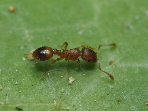 Temnothorax lichtensteini