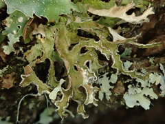 Tuckermanopsis chlorophylla