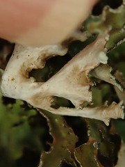 Tuckermanopsis chlorophylla