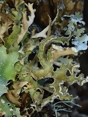 Tuckermanopsis chlorophylla