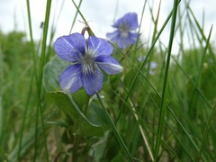 Viola canina