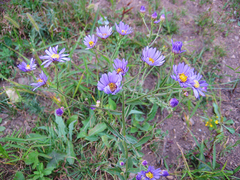 Aster tataricus