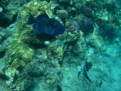 Pseudobalistes fuscus