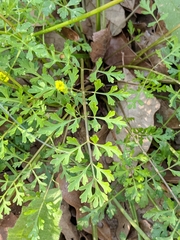 Tauschia texana