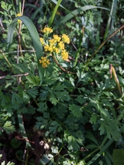 Tauschia texana