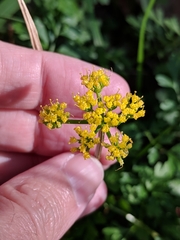Tauschia texana