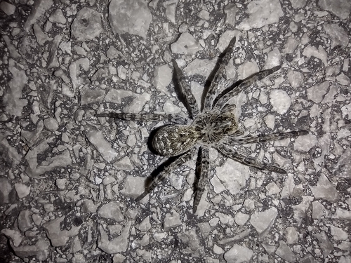 Strehúň škvrnitý (Lycosa singoriensis)