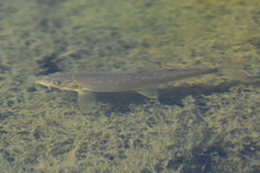 Crimean Barbel photo 2