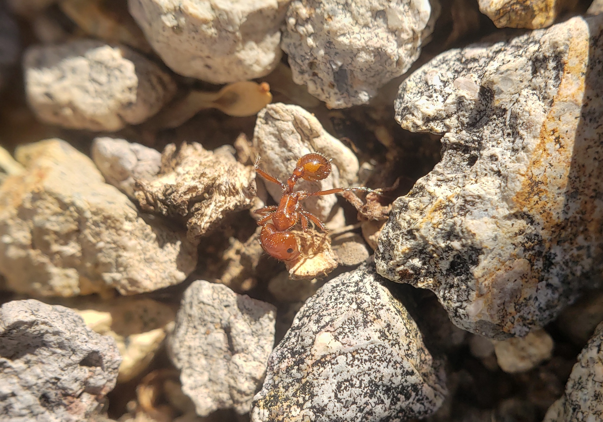 Pogonomyrmex bigbendensis