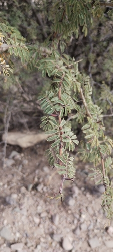 Image of Senegalia gilliesii by (c) Agustín Zarco, some rights reserved (CC BY)