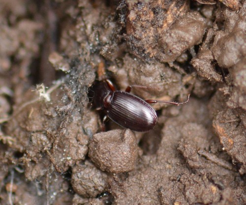 Pterostichus pumilus photo 5