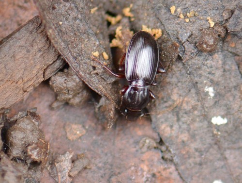 Pterostichus pumilus photo 3