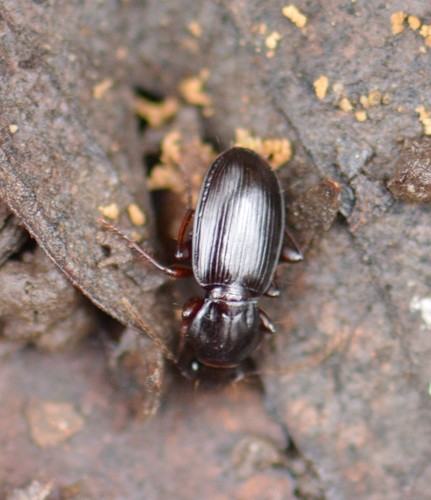 Pterostichus pumilus photo 2