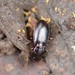 Pterostichus pumilus - Photo (c) David Anderson, some rights reserved (CC BY-NC-SA), uploaded by David Anderson