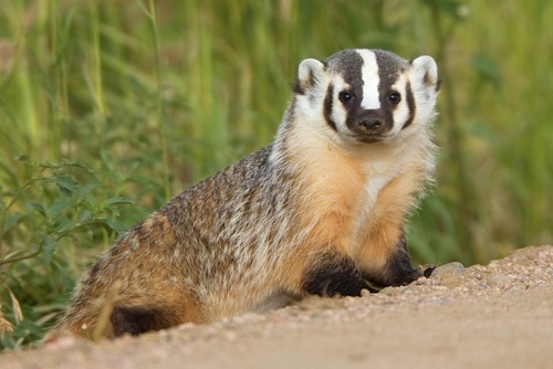 American Badger photographed in Colorado