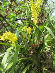 Oncidium isthmi