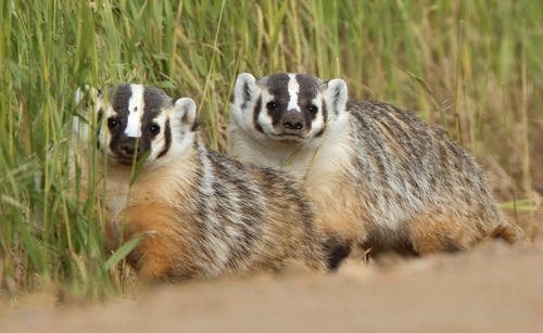 American Badger, photo 7 of 7