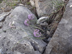 Allium eduardii