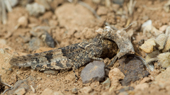 Sphingonotus picteti