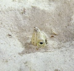Ophichthinae