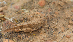 Sphingonotus picteti
