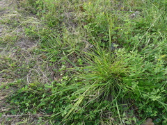 Piptochaetium avenaceum